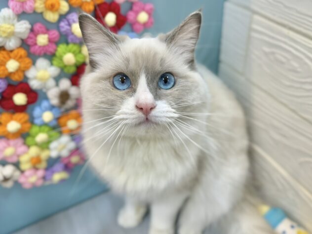 兵庫県のラグドール (ワンキャラット アミーゴ姫路飾磨店/2025年6月23日生まれ/男の子/ブルーポイントバイカラー)の子猫の1枚目の画像