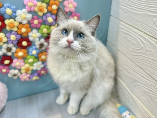 兵庫県のラグドール (ワンキャラット アミーゴ姫路飾磨店/2025年6月23日生まれ/男の子/ブルーポイントバイカラー)の子猫の4枚目の画像