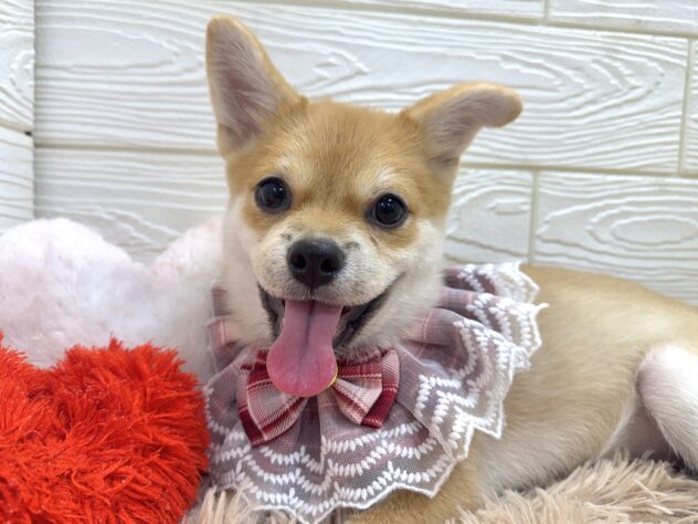 兵庫県のハーフ犬・ミックス犬 (ワンキャラット アミーゴ姫路飾磨店/2025年9月8日生まれ/女の子/赤)の子犬の1枚目の画像