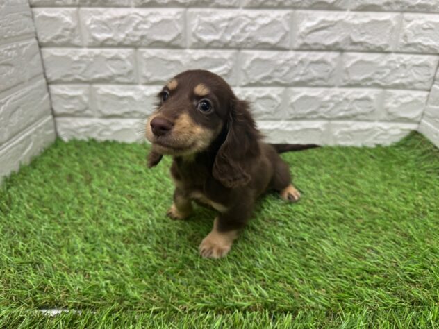 新潟県のミニチュアダックスフンド(ロング) (アミーゴ新潟小新店/2025年11月20日生まれ/男の子/チョコレートタン)の子犬