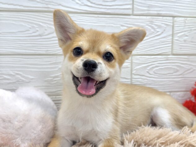 兵庫県のハーフ犬・ミックス犬 (ワンキャラット アミーゴ姫路飾磨店/2025年9月8日生まれ/女の子/赤)の子犬の2枚目の画像