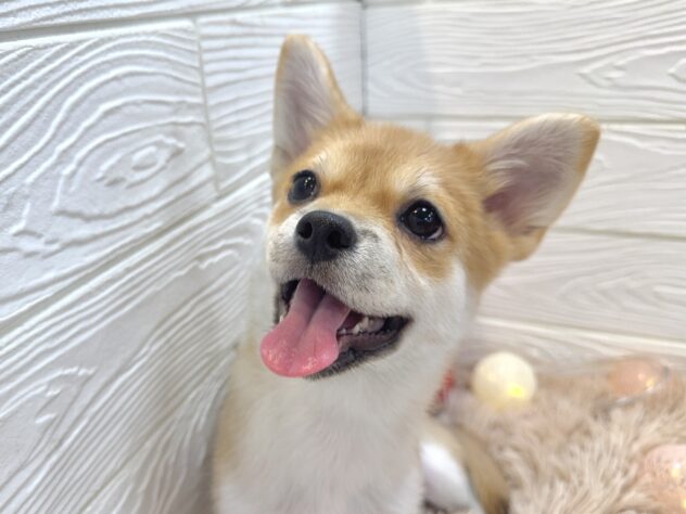 兵庫県のハーフ犬・ミックス犬 (ワンキャラット アミーゴ姫路飾磨店/2025年9月8日生まれ/女の子/赤)の子犬の4枚目の画像