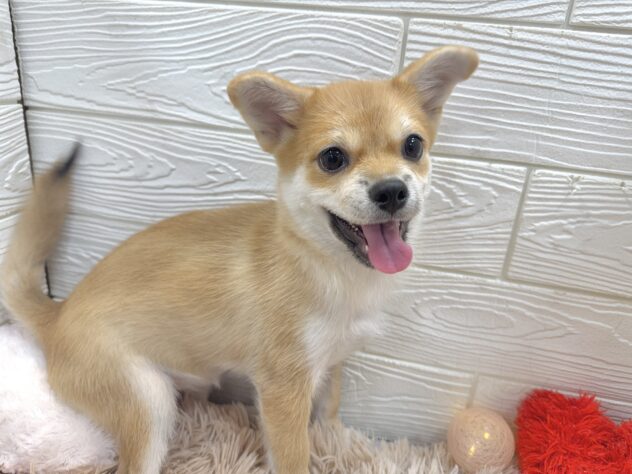 兵庫県のハーフ犬・ミックス犬 (ワンキャラット アミーゴ姫路飾磨店/2025年9月8日生まれ/女の子/赤)の子犬の3枚目の画像