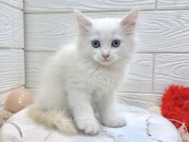 兵庫県のサイベリアン (ワンキャラット アミーゴ姫路飾磨店/2025年11月24日生まれ/男の子/レッドリンクスポイント)の子猫の3枚目の画像