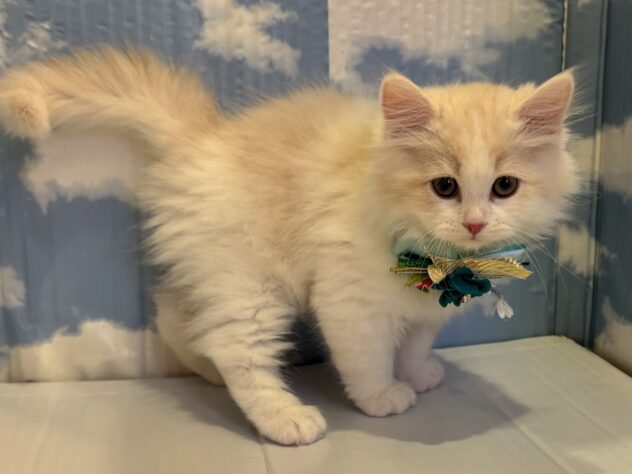 山形県のサイベリアン (アミーゴ山形北店/2025年11月4日生まれ/男の子/その他色)の子猫の2枚目の画像