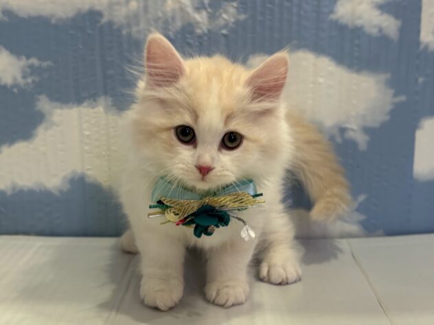 山形県のサイベリアン (アミーゴ山形北店/2025年11月4日生まれ/男の子/その他色)の子猫の1枚目の画像