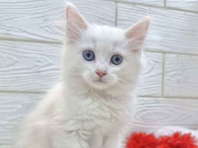 兵庫県のサイベリアン (ワンキャラット アミーゴ姫路飾磨店/2025年11月24日生まれ/男の子/レッドリンクスポイント)の子猫の1枚目の画像