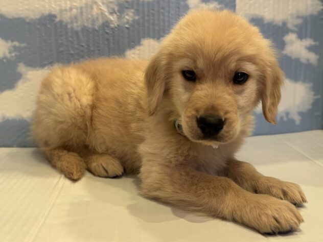 山形県のゴールデンレトリバー (アミーゴ山形北店/2026年11月5日生まれ/男の子/ゴールデン)の子犬の3枚目の画像