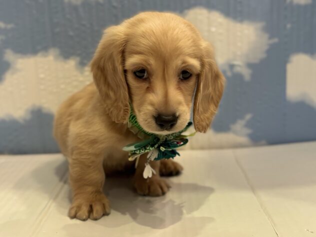 山形県のミニチュアダックスフンド(ロング) (アミーゴ山形北店/2025年11月7日生まれ/男の子/イエロー)の子犬の3枚目の画像