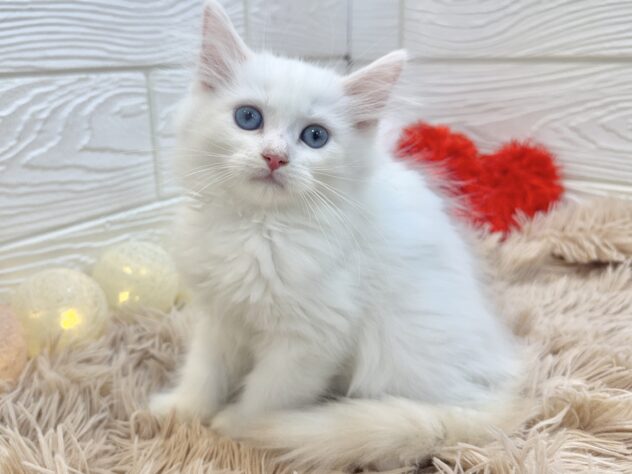兵庫県のサイベリアン (ワンキャラット アミーゴ姫路飾磨店/2025年11月24日生まれ/男の子/レッドリンクスポイント)の子猫の2枚目の画像