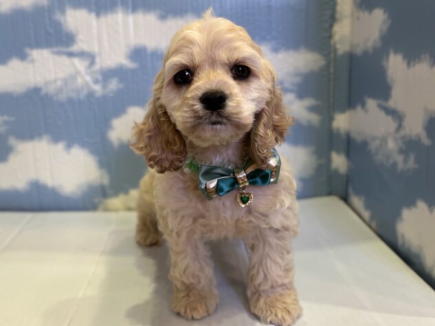 山形県のアメリカンコッカースパニエル (アミーゴ山形北店/2025年11月5日生まれ/男の子/バフ)の子犬の1枚目の画像