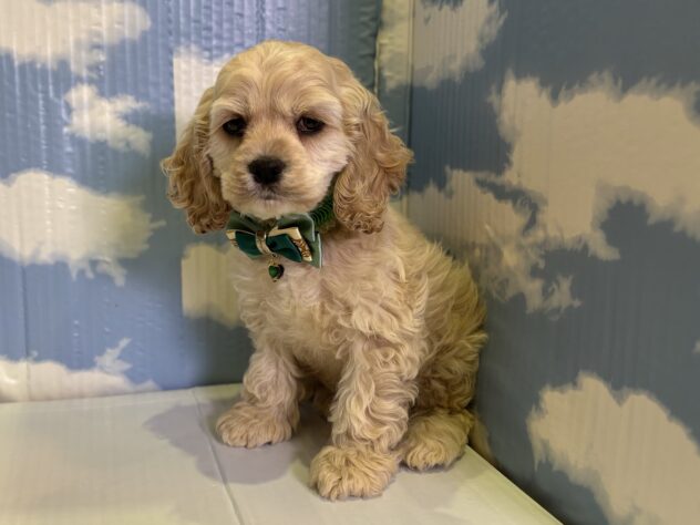 山形県のアメリカンコッカースパニエル (アミーゴ山形北店/2025年11月5日生まれ/男の子/バフ)の子犬の2枚目の画像