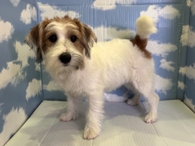 山形県のジャックラッセルテリア (アミーゴ山形北店/2026年8月14日生まれ/男の子/ホワイトタン)の子犬の2枚目の画像