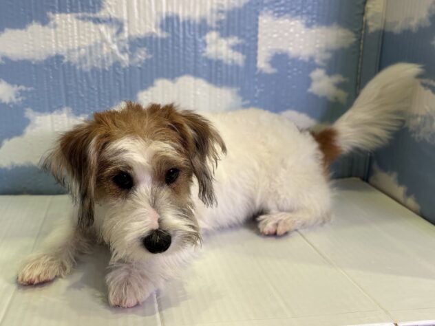 山形県のジャックラッセルテリア (アミーゴ山形北店/2026年8月14日生まれ/男の子/ホワイトタン)の子犬の1枚目の画像