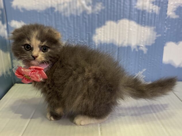 山形県のスコティッシュフォールド (アミーゴ山形北店/2025年11月1日生まれ/女の子/ブルーパッチドタビーホワイト)の子猫の3枚目の画像