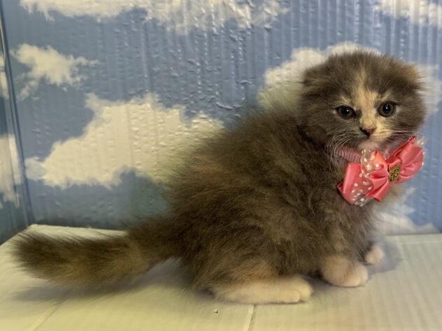 山形県のスコティッシュフォールド (アミーゴ山形北店/2025年11月1日生まれ/女の子/ブルーパッチドタビーホワイト)の子猫の2枚目の画像