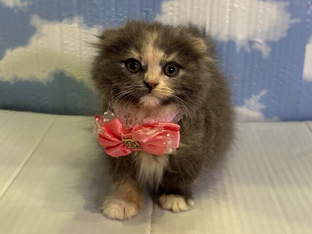 山形県のスコティッシュフォールド (アミーゴ山形北店/2025年11月1日生まれ/女の子/ブルーパッチドタビーホワイト)の子猫の1枚目の画像