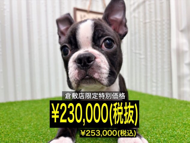 岡山県のボストンテリア (アミーゴ倉敷店/2025年9月23日生まれ/男の子/ボストンカラー)の子犬の1枚目の画像