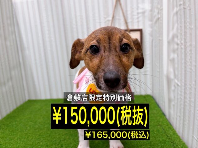 岡山県のジャックラッセルテリア (アミーゴ倉敷店/2025年7月29日生まれ/女の子/タンホワイト)の子犬の1枚目の画像