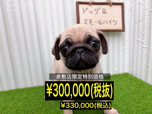 岡山県のパグ (アミーゴ倉敷店/2025年11月10日生まれ/女の子/フォーン)の子犬の1枚目の画像