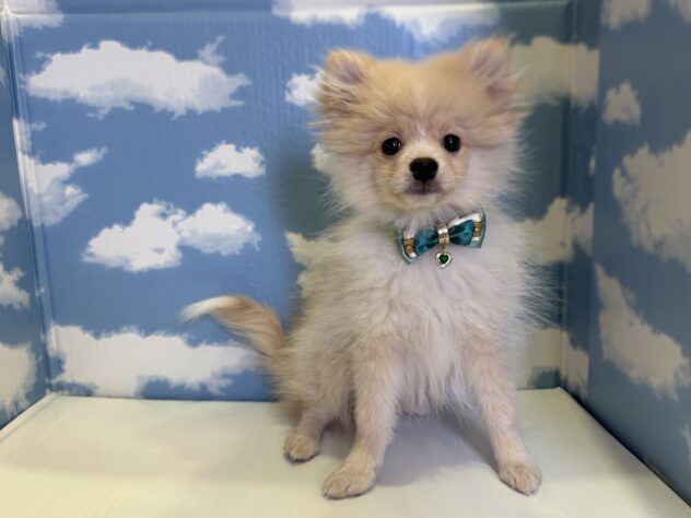 山形県のポメラニアン (アミーゴ山形北店/2025年9月7日生まれ/男の子/クリーム)の子犬