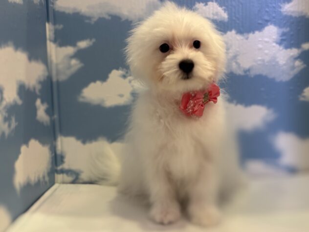 山形県のハーフ犬・ミックス犬 (アミーゴ山形北店/2025年9月9日生まれ/女の子/ホワイト)の子犬