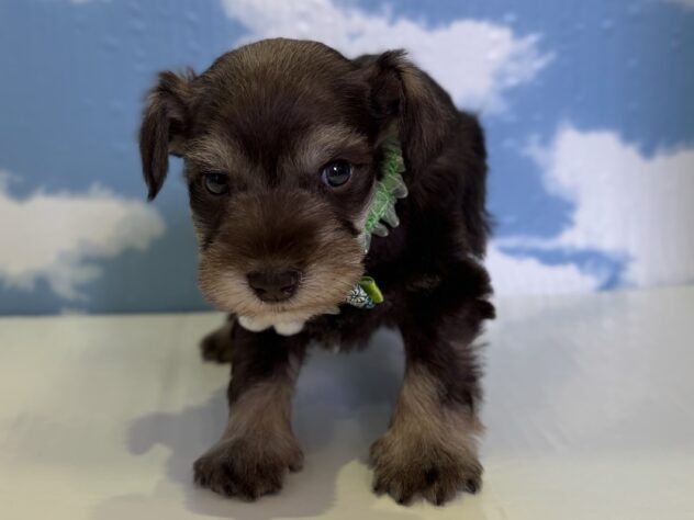 山形県のスタンダードシュナウザー (アミーゴ山形北店/2025年12月2日生まれ/男の子/その他色)の子犬の1枚目の画像