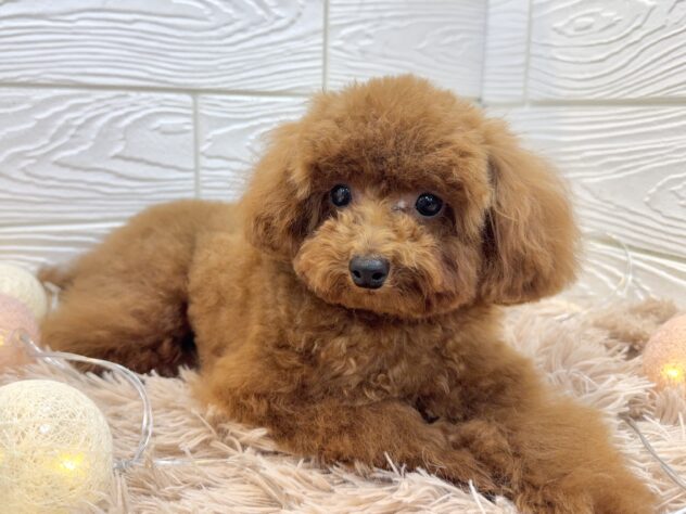 兵庫県のトイプードル(トイ) (ワンキャラット アミーゴ姫路飾磨店/2025年5月7日生まれ/男の子/レッドフォーン)の子犬の2枚目の画像