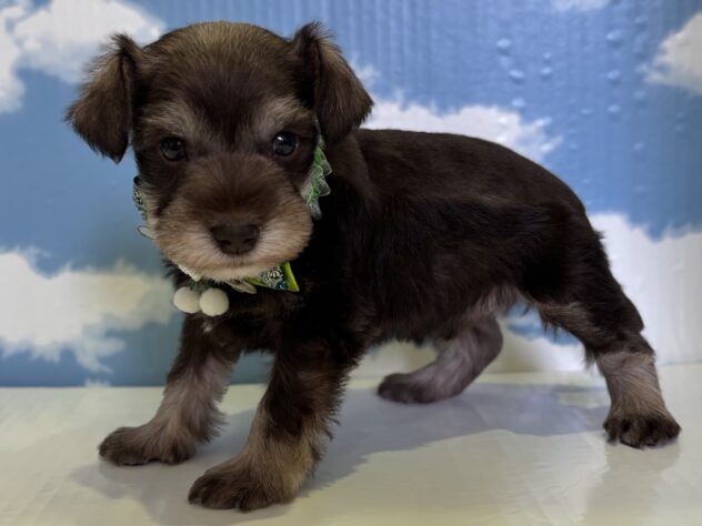 山形県のスタンダードシュナウザー (アミーゴ山形北店/2025年12月2日生まれ/男の子/その他色)の子犬の2枚目の画像