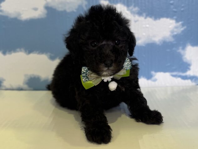 山形県のトイプードル(トイ) (アミーゴ山形北店/2025年12月2日生まれ/男の子/シルバー)の子犬