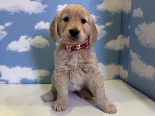 山形県のゴールデンレトリバー (アミーゴ山形北店/2025年12月2日生まれ/女の子/ゴールデン)の子犬