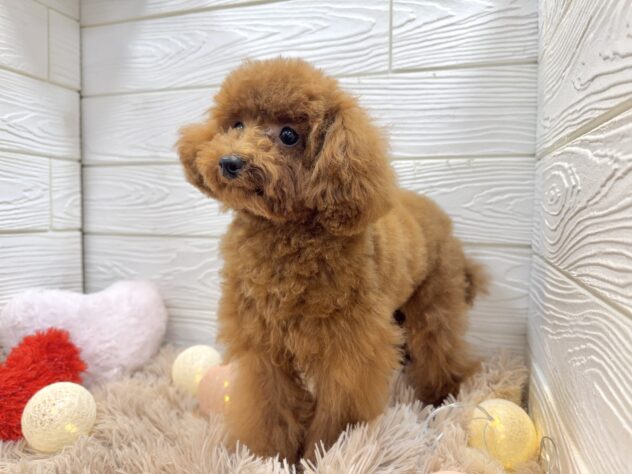 兵庫県のトイプードル(トイ) (ワンキャラット アミーゴ姫路飾磨店/2025年5月7日生まれ/男の子/レッドフォーン)の子犬の4枚目の画像