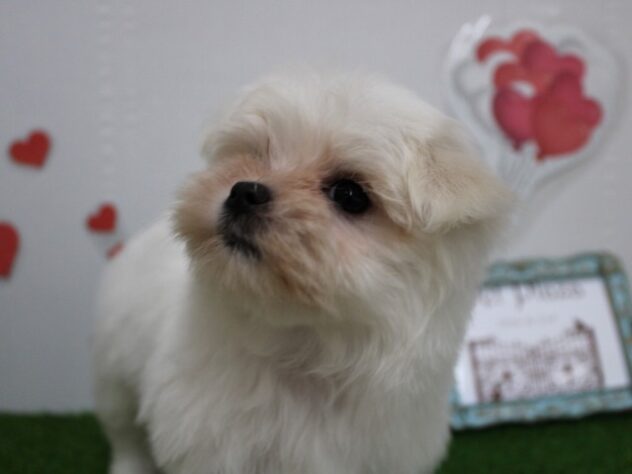 兵庫県のマルチーズ (ペット・プラザ アミーゴ尼崎昭和通店/2025年11月1日生まれ/女の子/ホワイト)の子犬の2枚目の画像