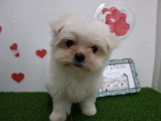 兵庫県のマルチーズ (ペット・プラザ アミーゴ尼崎昭和通店/2025年11月1日生まれ/女の子/ホワイト)の子犬の1枚目の画像