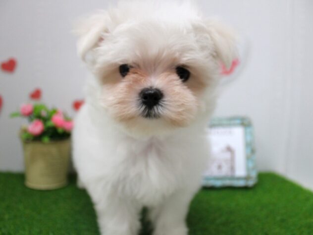 兵庫県のマルチーズ (ペット・プラザ アミーゴ尼崎昭和通店/2025年11月1日生まれ/女の子/ホワイト)の子犬の3枚目の画像