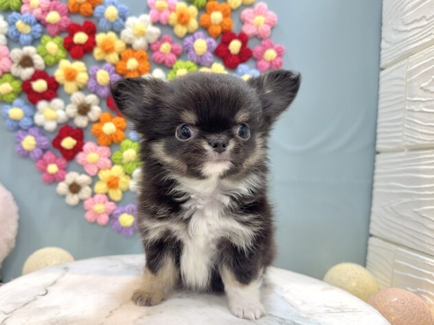 兵庫県のチワワ(ロング) (ワンキャラット アミーゴ姫路飾磨店/2025年11月26日生まれ/男の子/ブラッククリームホワイト)の子犬の4枚目の画像