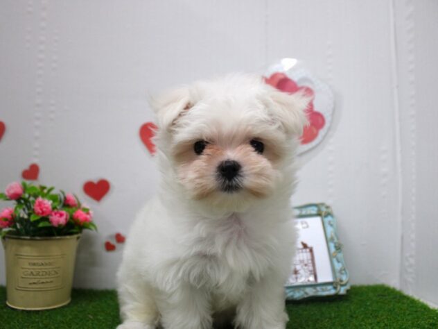 兵庫県のマルチーズ (ペット・プラザ アミーゴ尼崎昭和通店/2025年11月1日生まれ/女の子/ホワイト)の子犬の2枚目の画像