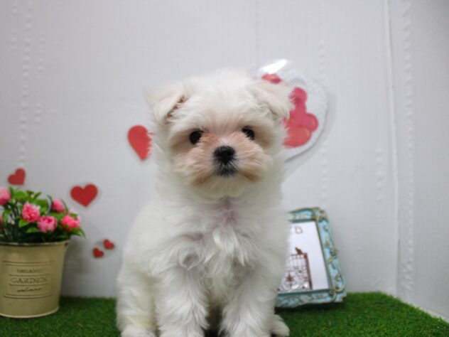 兵庫県のマルチーズ (ペット・プラザ アミーゴ尼崎昭和通店/2025年11月1日生まれ/女の子/ホワイト)の子犬の1枚目の画像
