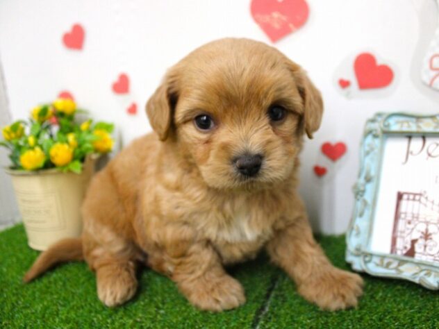 兵庫県のハーフ犬・ミックス犬 (ペット・プラザ アミーゴ尼崎昭和通店/2025年11月8日生まれ/男の子/レッド)の子犬の2枚目の画像