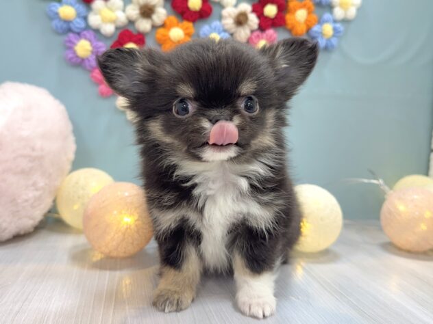 兵庫県のチワワ(ロング) (ワンキャラット アミーゴ姫路飾磨店/2025年11月26日生まれ/男の子/ブラッククリームホワイト)の子犬の2枚目の画像