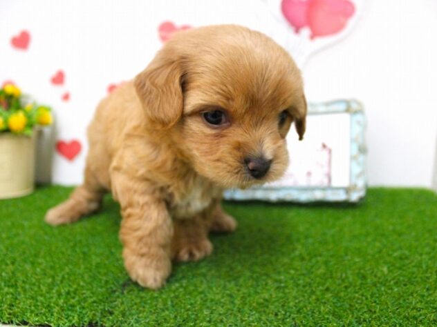 兵庫県のハーフ犬・ミックス犬 (ペット・プラザ アミーゴ尼崎昭和通店/2025年11月8日生まれ/男の子/レッド)の子犬の3枚目の画像