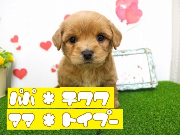 兵庫県のハーフ犬・ミックス犬 (ペット・プラザ アミーゴ尼崎昭和通店/2025年11月8日生まれ/男の子/レッド)の子犬の1枚目の画像