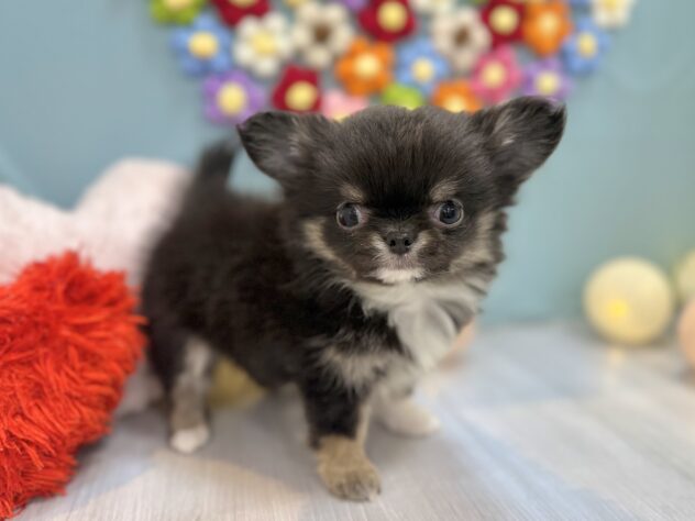 兵庫県のチワワ(ロング) (ワンキャラット アミーゴ姫路飾磨店/2025年11月26日生まれ/男の子/ブラッククリームホワイト)の子犬の3枚目の画像