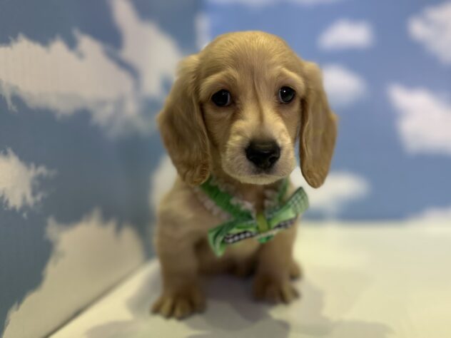 山形県のミニチュアダックスフンド(ロング) (アミーゴ山形北店/2025年11月7日生まれ/男の子/イエロー)の子犬