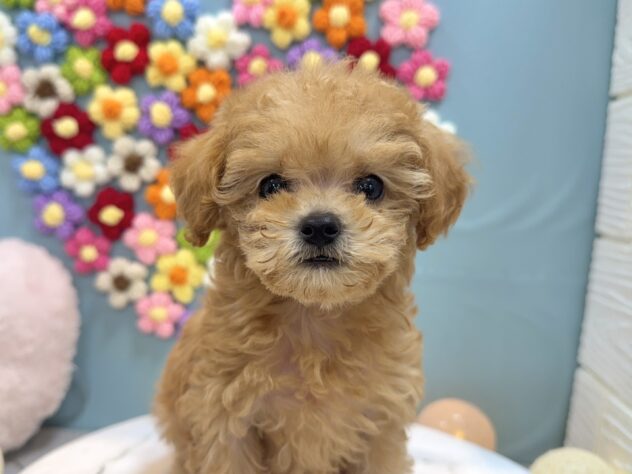 兵庫県のトイプードル(トイ) (ワンキャラット アミーゴ姫路飾磨店/2025年11月26日生まれ/女の子/オレンジフォーン)の子犬の1枚目の画像