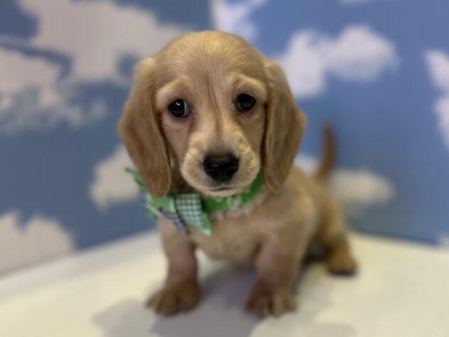 山形県のミニチュアダックスフンド(ロング) (アミーゴ山形北店/2025年11月7日生まれ/男の子/イエロー)の子犬の2枚目の画像