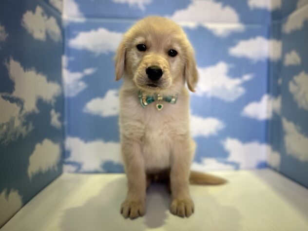 山形県のゴールデンレトリバー (アミーゴ山形北店/2026年11月5日生まれ/男の子/ゴールデン)の子犬