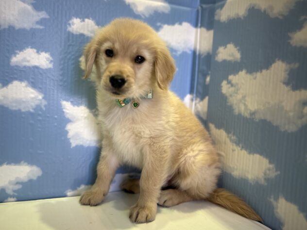 山形県のゴールデンレトリバー (アミーゴ山形北店/2026年11月5日生まれ/男の子/ゴールデン)の子犬の2枚目の画像