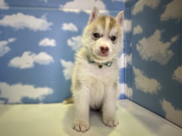 山形県のシベリアンハスキー (アミーゴ山形北店/2025年11月10日生まれ/男の子/レッドホワイト)の子犬