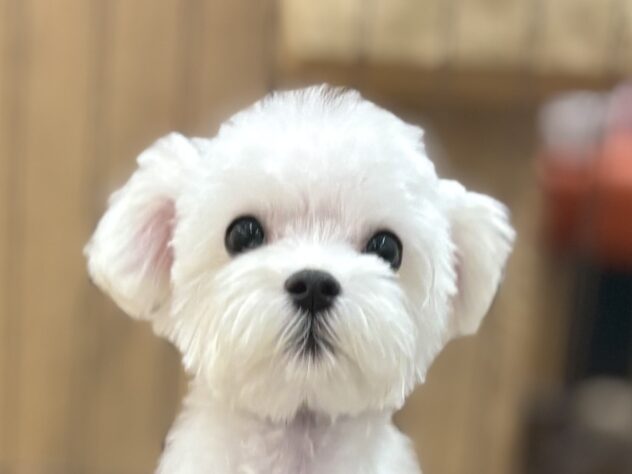 和歌山県のマルチーズ (アミーゴ和歌山太田店/2025年11月24日生まれ/男の子/ホワイト)の子犬の1枚目の画像